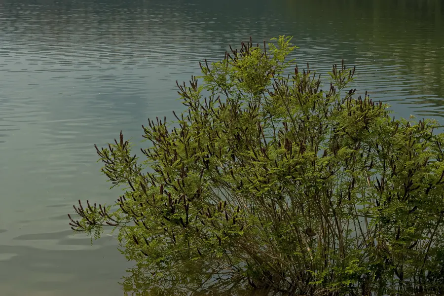 Lakeside Underbrushing