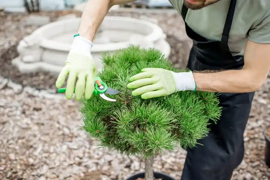 Tree Trimming