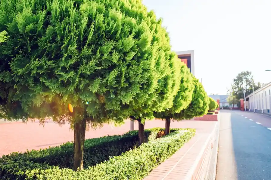 tree service